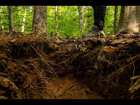 Reflections from the Forest