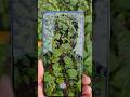 Realme GT 7 1.5K AMOLED Display #realmegt7