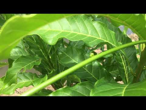 Kĩ thuật chăm sóc vú sữa hoàng kim