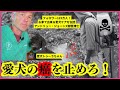 【獣医が語る真実】愛犬の癌リスクを劇的に下げる!今すぐできる5つの食材
