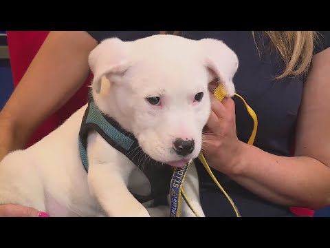 Missouri Dept. of Conservation: Puppy rescued from trash