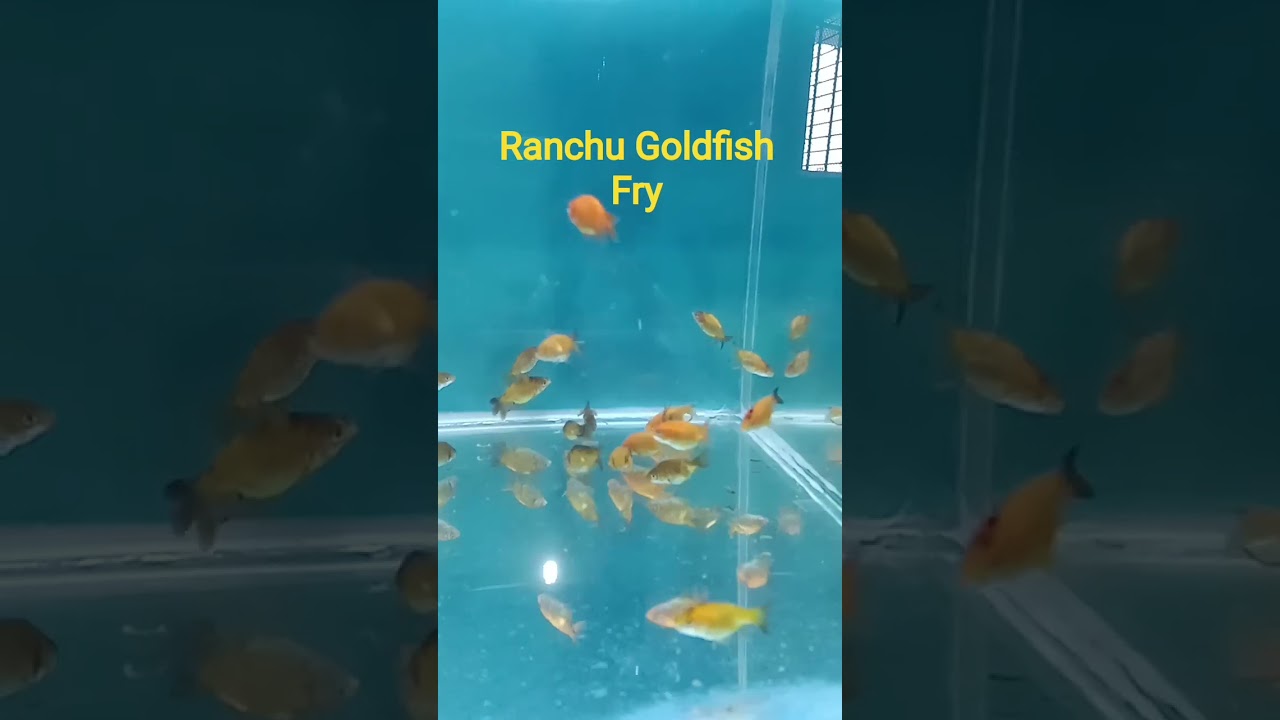 Ranchu Goldfish