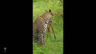 Leopards Chooses Not To Eat baby Deer but Take Care of It