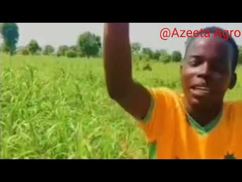 Dadi Kadai Manomi Yaga Albarkar Gona 