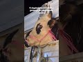 Kurban bayramı #simental #animals #cow #angus #keşfet #farm #kurbanbayramı #otbozor #tarim #tarım