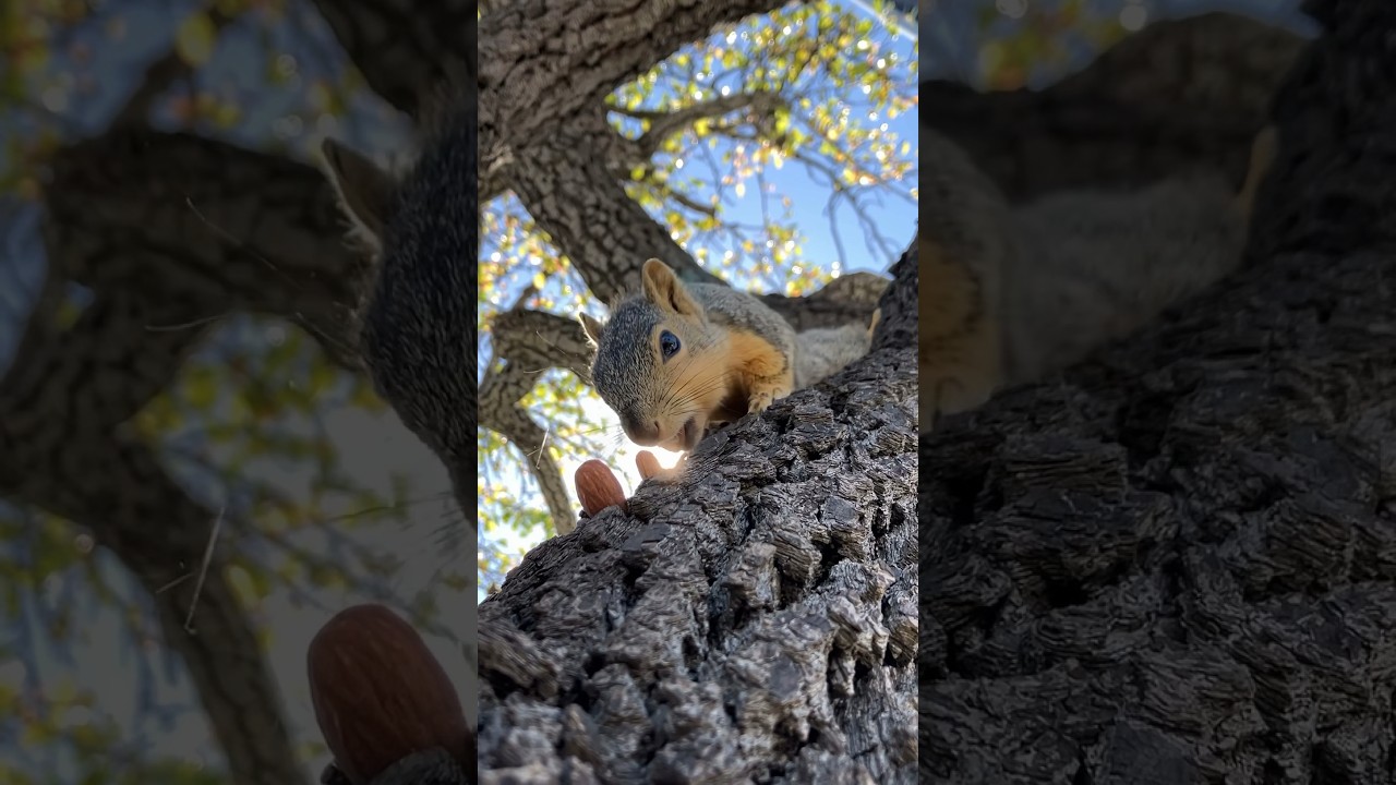 Squirrel baby solar eclipse 