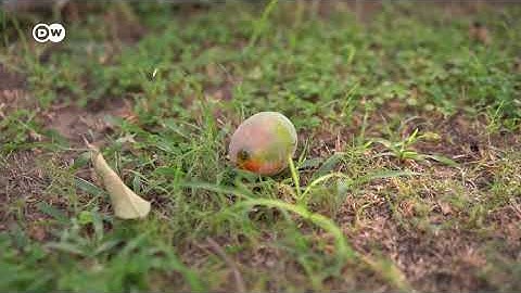 ஒரு கிலோ Mango 70,000 ரூபாயா? ஒரே வருடத்தில் லட்சாதிபதி ஆக்கும் Japan Miyazaki மாம்பழம் | DW Tamil