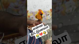 நெட்டயன் திட்டுறான் 💔😭 #memes #trending #parithabangal #pets #share #reels #comedy #funny #dubbing