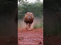 Angry lions running# shortvideo#shorts