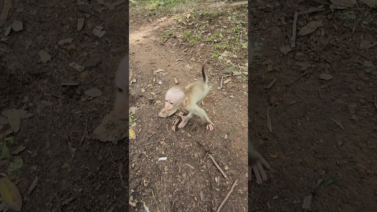 baby monkey 🐒 lilo meeting  guy strange  fur up 