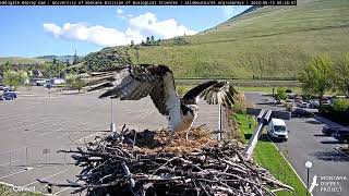 Iris Defends Her Nest From Intruder | May 12, 2023