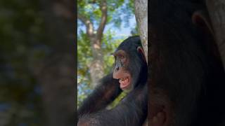 Monday Morning Enrichment Between Chimpanzee And Caretaker.