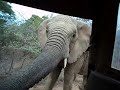 Elephant slaps girl TWICE and lifts her up by trunk