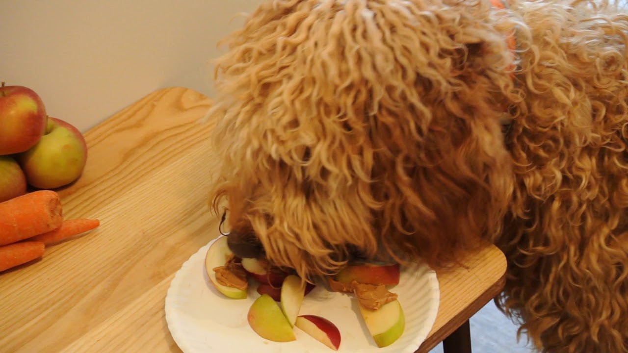 TLC Dog Food and Healthy Snacks - YouTube