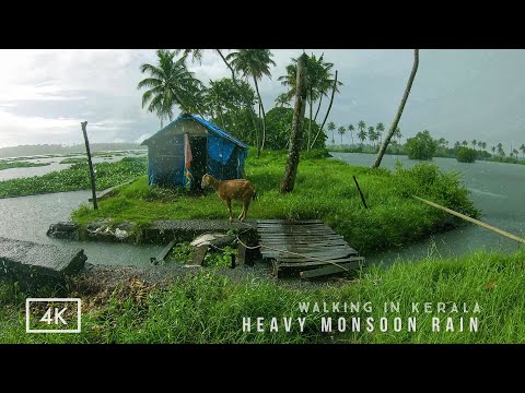 Refreshing walk in heavy rain on the backwaters of Kerala | ASMR rain sounds for deep relaxing sleep