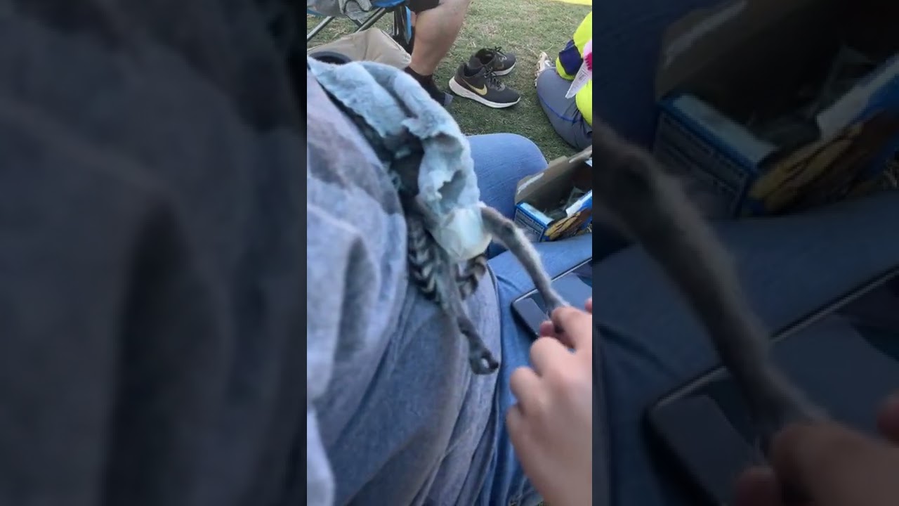 When your lemur is sleeping very well…