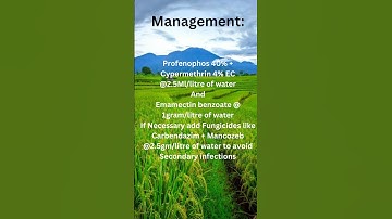 Rice pest management | Leaf folder | #rice #agriculture