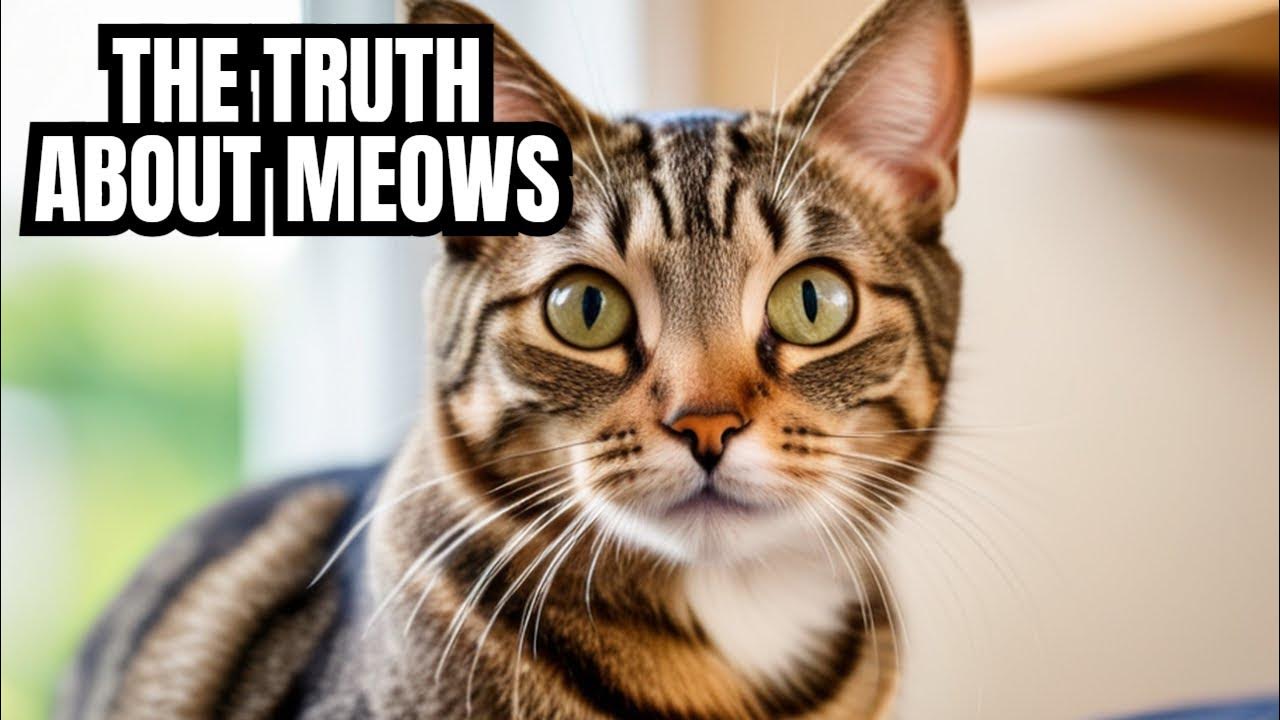 why-do-cats-meow-cat-facts-youtube