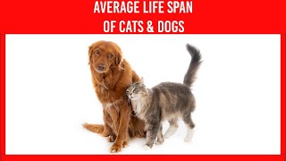 The Average Life Span Of Dogs And Cats