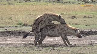 Hyena Mating Game | Masai Mara | Wild Extracts