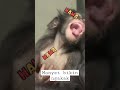 monyet bikin ngakak #fyp #tiktok #shorts #viral #short #tranding #funny #funnyvideo #lucu #monyet