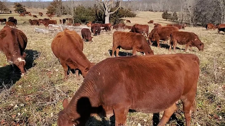 You want your own profitable grazing operation? He...