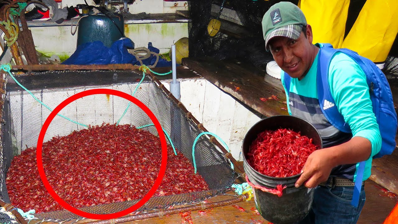 ASÍ SE PESCA CARNADA KRILL EN ALTA MAR - CARNADA krill cebo para pescar ...