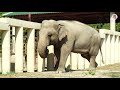 #FreeKaavan 🐘: Elefantastische Träume werden wahr! | VIER PFOTEN