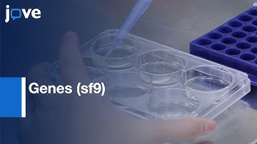 Transient Expression of Genes (sf9) for Protein Functional Assay | Protocol Preview