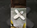 Mini Ceiling fans 😁😁😍#fan #ceilingfan