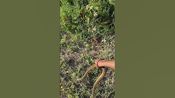 Releasing a gopher snake!￼