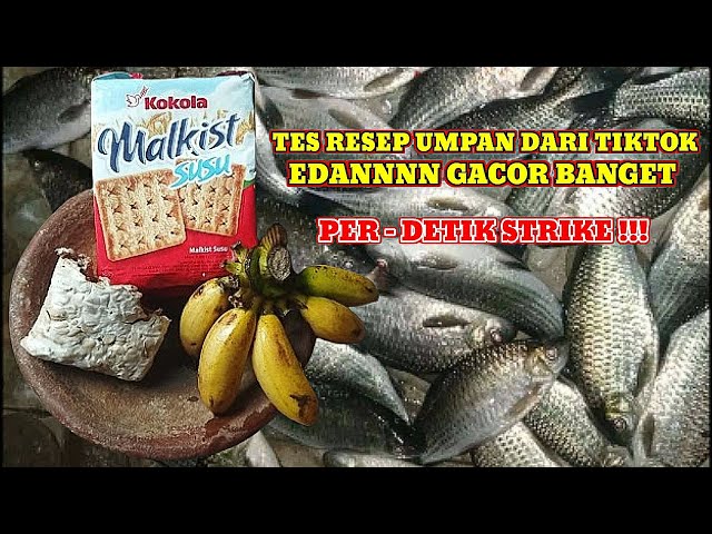 RESEP UMPAN NEMU DARI TIKTOK‼️EDANN AMPUH BANGET class=