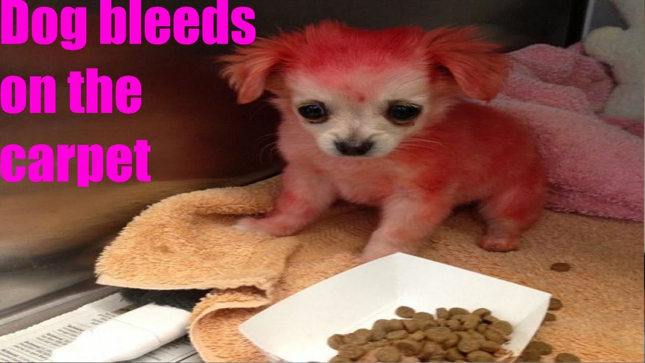 Dog On Its Period Eww YouTube
