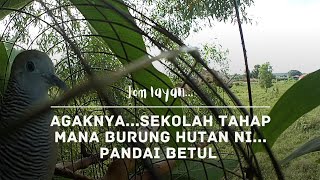 Merbok kampung - Sekolah tahap mana burung hutan ni..pandai betul dia.
