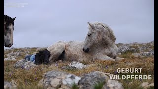 Geburt bei den Wildpferden/Birth wild horses