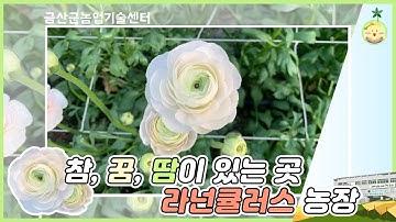 참, 꿈, 땀이 있는 곳 라넌큘러스 농장