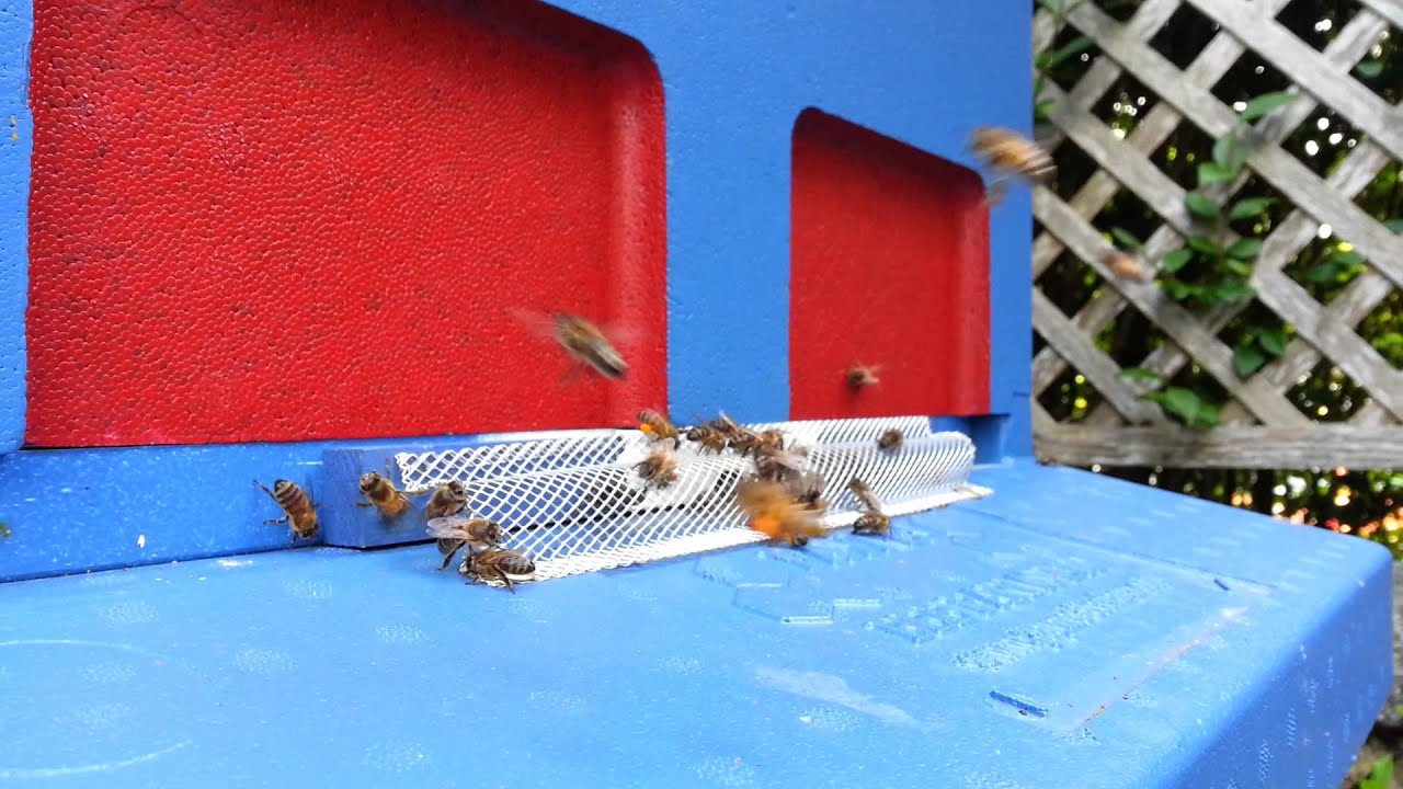 Simple anti robber screen guard on poly hive. YouTube