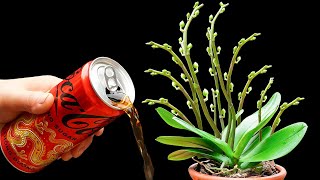 A can of Coke! Make every orchid in the garden healthy and bloom many magical flowers
