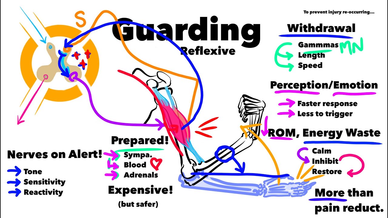 The Guarding Reflex Dealing With An Overreacting Body YouTube the-guarding-reflex-dealing-with-an-overreacting-body-youtube