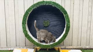 How to Build a DIY Cat Wheel