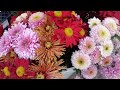 Overview Of Chrysanthemum Varieties That Will Be In The 2026 Catalog