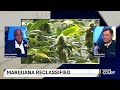 Elon Musk Trial, Reclassification of Marijuana and Assisted Dying - Order In The Court