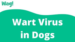 Wart Virus in Dogs | Wag!