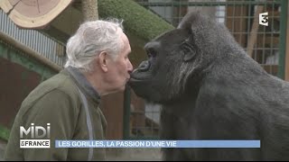Les gorilles, la passion d'une vie