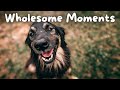 The worlds most honest dog   wholesome moments