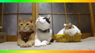 мир животных мир животных