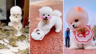 Tik Tok Chó Phốc Sóc Mini 😍 Funny and Cute Pomeranian #394