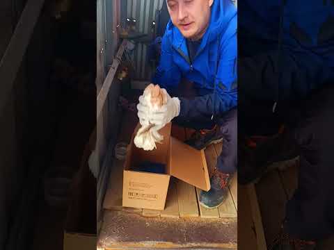 История Спасени Белого Голубя отдал в Хорошие Руки #помощьбездомным