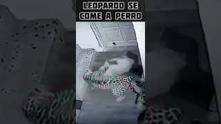 LEOPARDO se come a PERRO. ⚠️