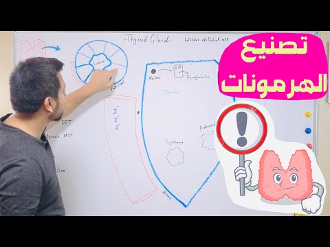 فيديو: في تخليق هرمونات الغدة الدرقية؟